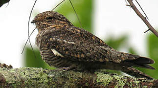 Lesser Nighthawk