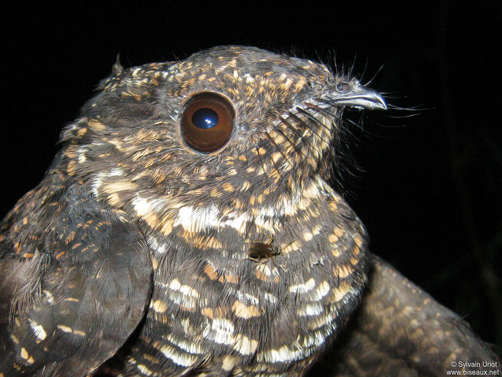 Engoulevent noirâtre mâle adulte