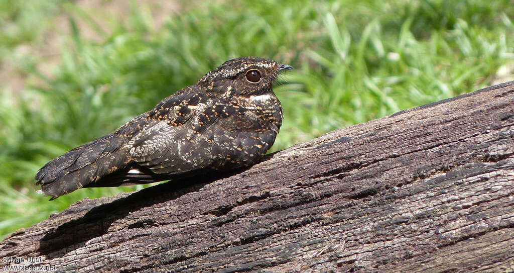 Blackish Nightjar, identification