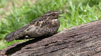 Blackish Nightjar