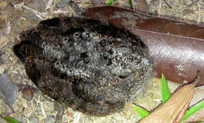 Blackish Nightjar