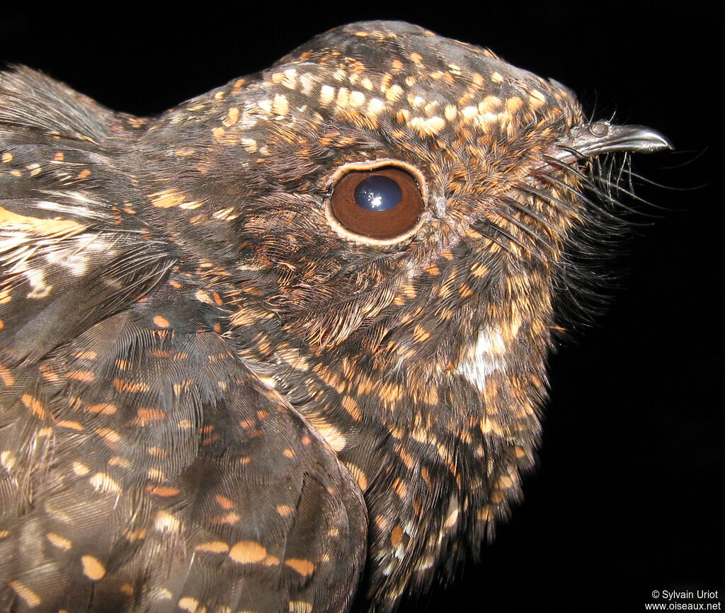 Blackish Nightjar