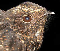 Blackish Nightjar