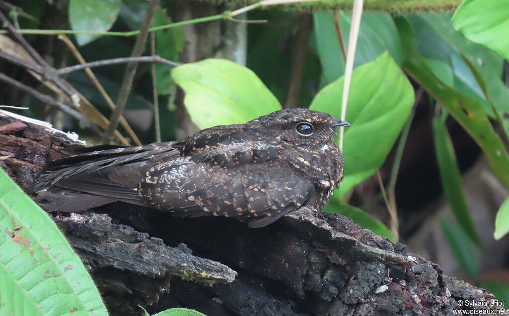 Blackish Nightjar female adult