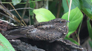 Blackish Nightjar