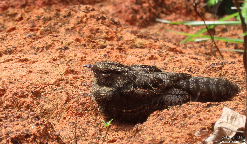 Blackish Nightjar female adult