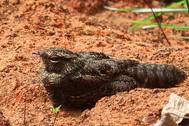 Blackish Nightjar