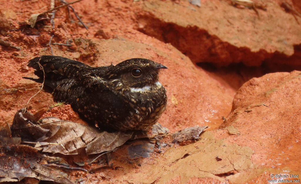 Blackish Nightjar male adult