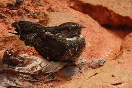 Blackish Nightjar