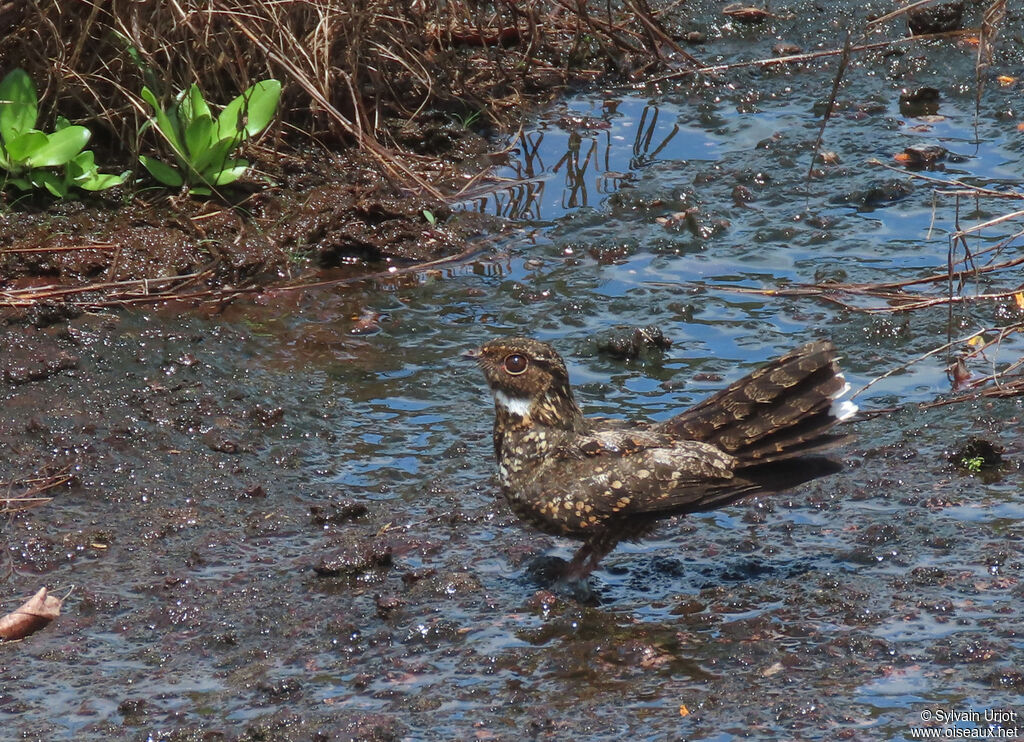 Blackish Nightjar male adult