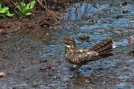 Blackish Nightjar