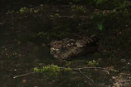 Blackish Nightjar