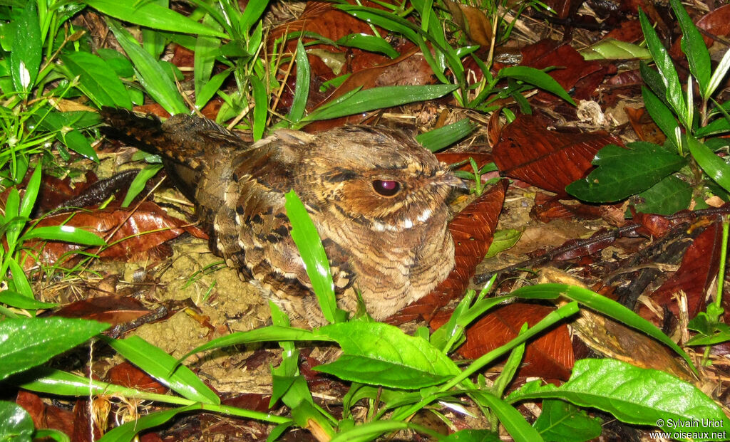 Pauraque female