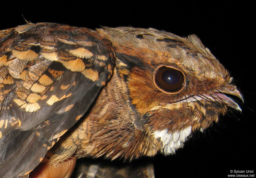 Pauraque male adult