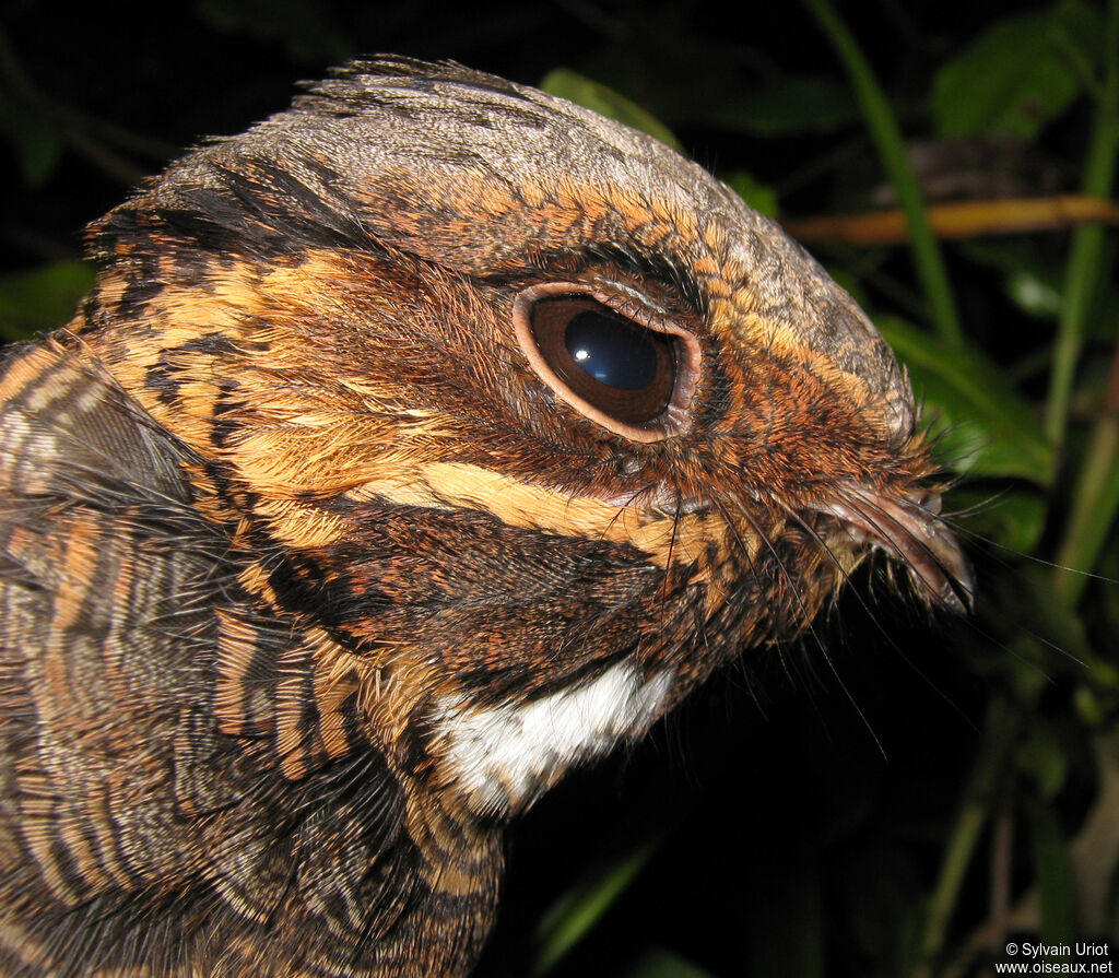 Pauraque female adult