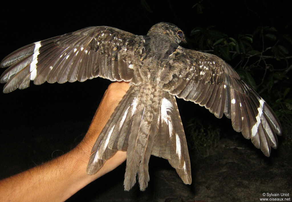 Ladder-tailed Nightjar male adult