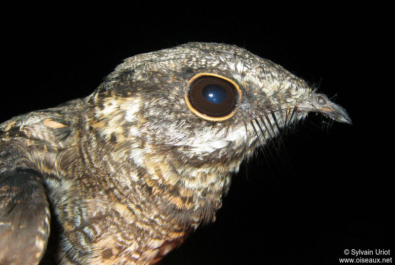 Ladder-tailed Nightjar male adult