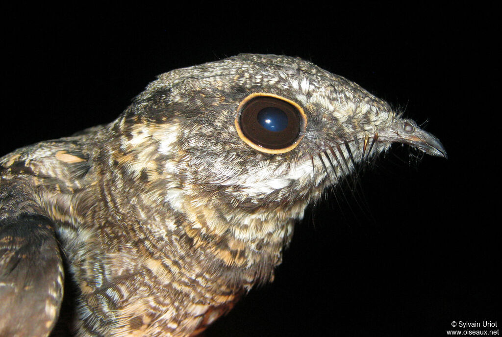 Ladder-tailed Nightjar male adult