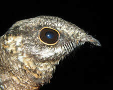 Ladder-tailed Nightjar