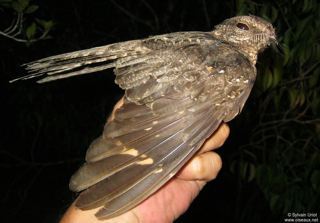 Ladder-tailed Nightjar female adult