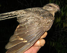 Ladder-tailed Nightjar