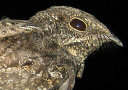 Ladder-tailed Nightjar