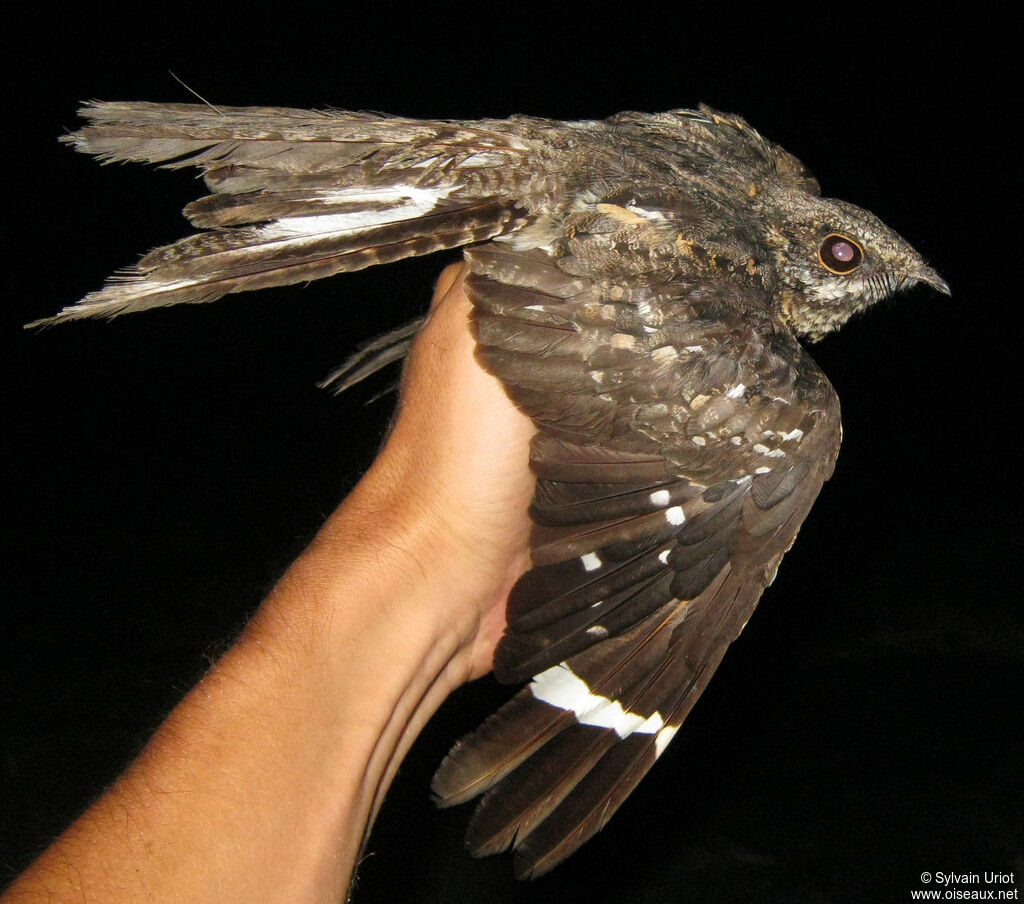 Ladder-tailed Nightjar male adult