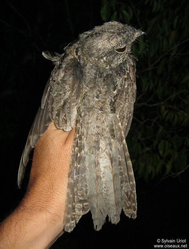 Ladder-tailed Nightjar female adult