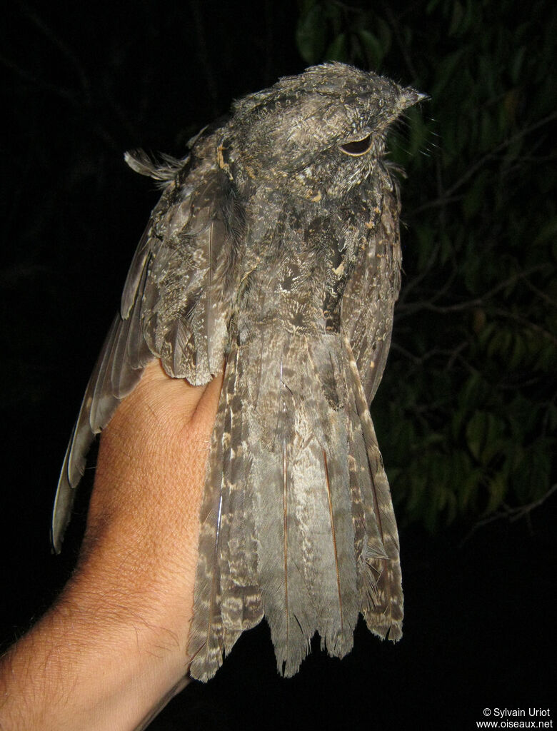 Ladder-tailed Nightjar female adult