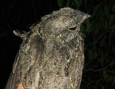 Ladder-tailed Nightjar