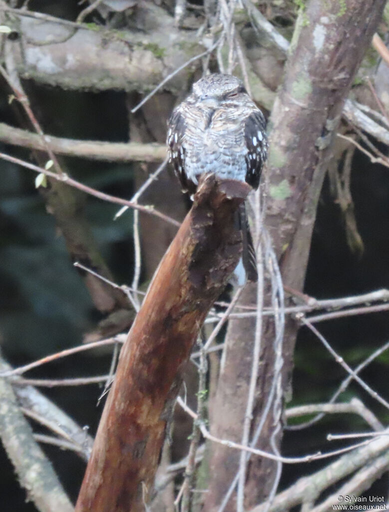 Ladder-tailed Nightjar male adult