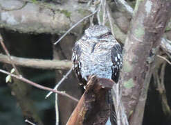 Ladder-tailed Nightjar