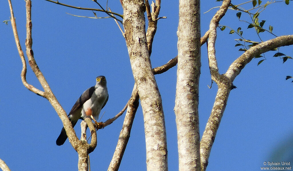 Bicolored Hawkadult