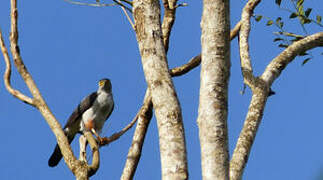 Bicolored Hawk