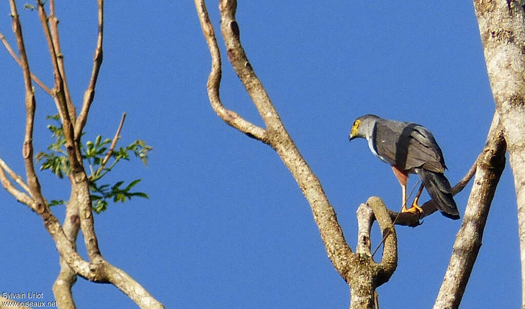 Bicolored Hawkadult