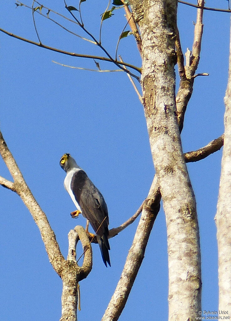 Bicolored Hawkadult