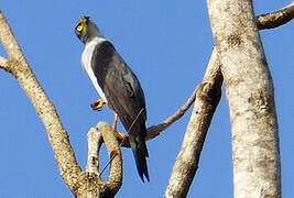 Bicolored Hawk