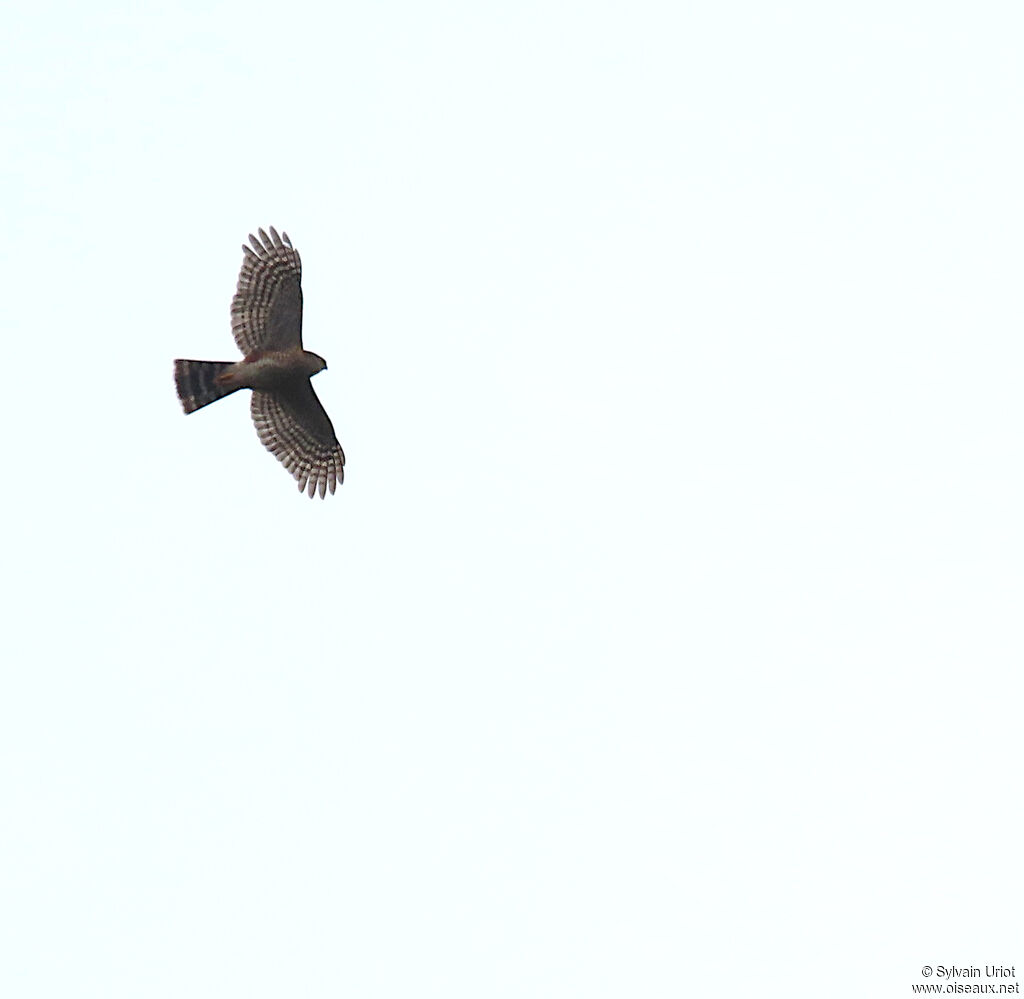 Sharp-shinned Hawk