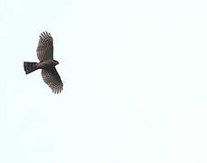 Sharp-shinned Hawk