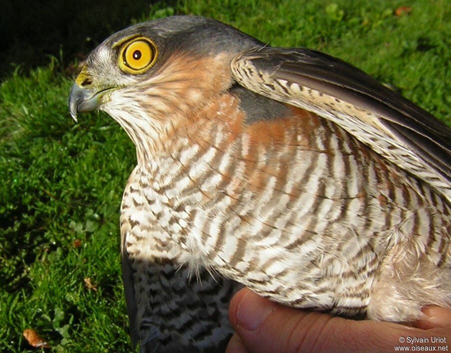 Eurasian Sparrowhawk male adult