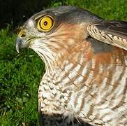 Eurasian Sparrowhawk