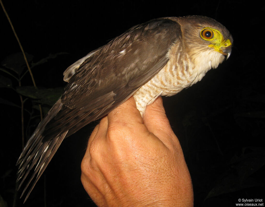 Épervier nain femelle immature