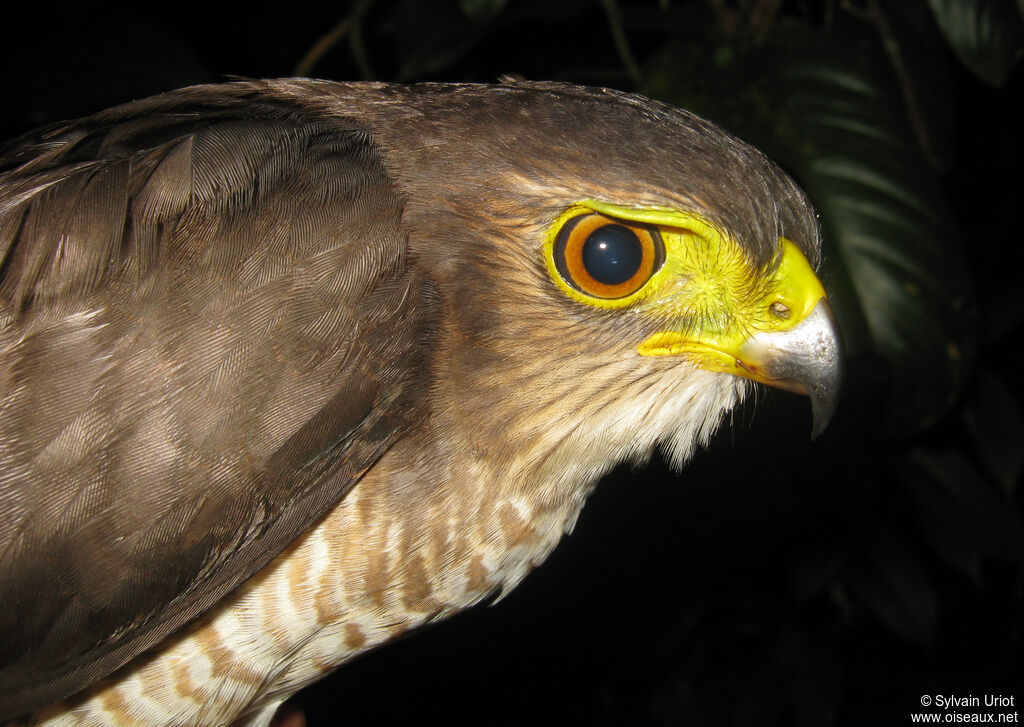 Tiny Hawk female immature