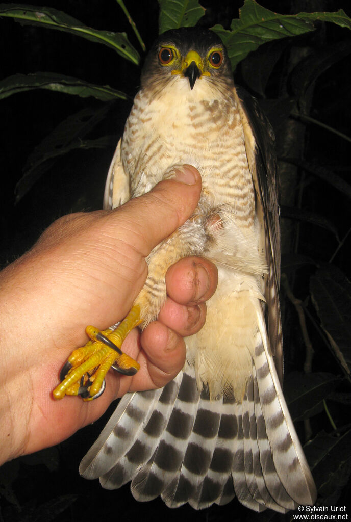 Épervier nain femelle immature