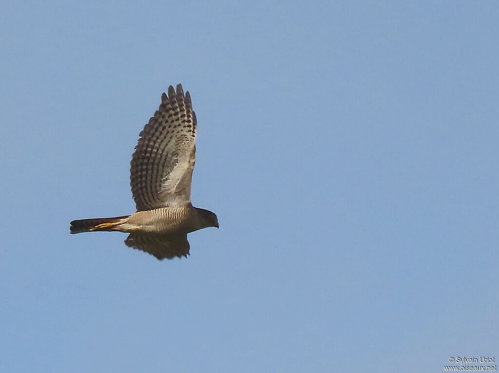 Tiny Hawk female adult