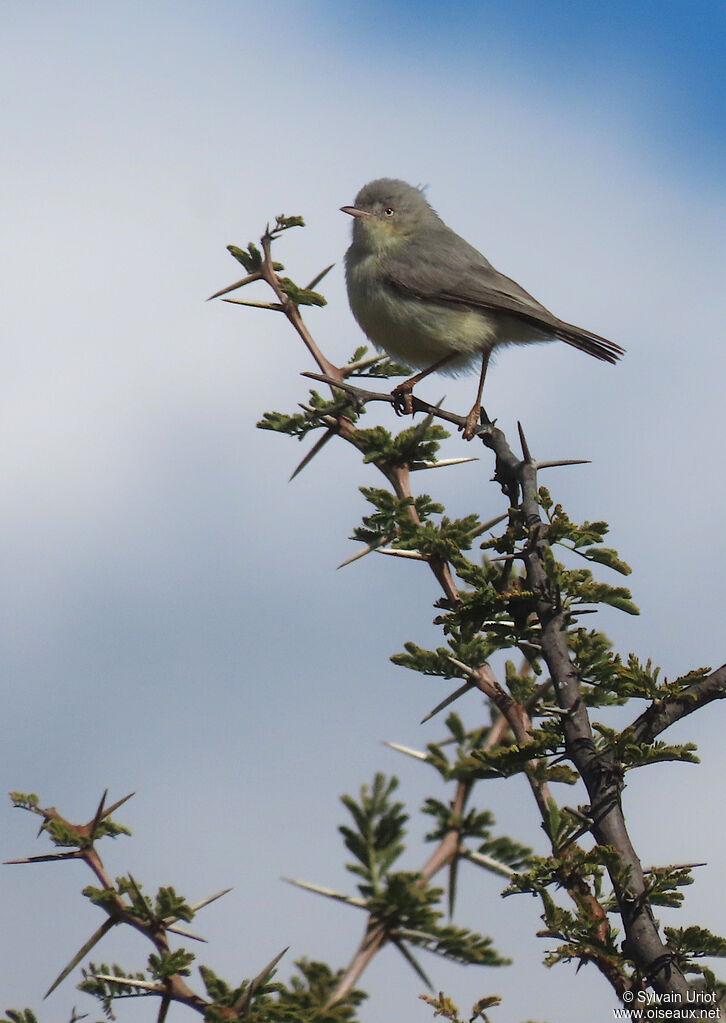 Burnt-necked Eremomelaadult