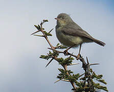 Burnt-necked Eremomela