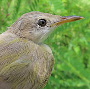 Senegal Eremomela