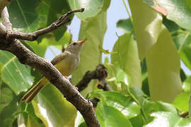 Senegal Eremomela