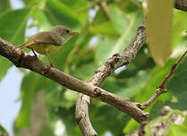 Érémomèle à dos vert